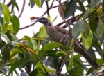 New Guinea Friarbird